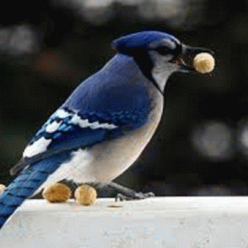 Sloth (USA-2) : I'm a Swoop 2